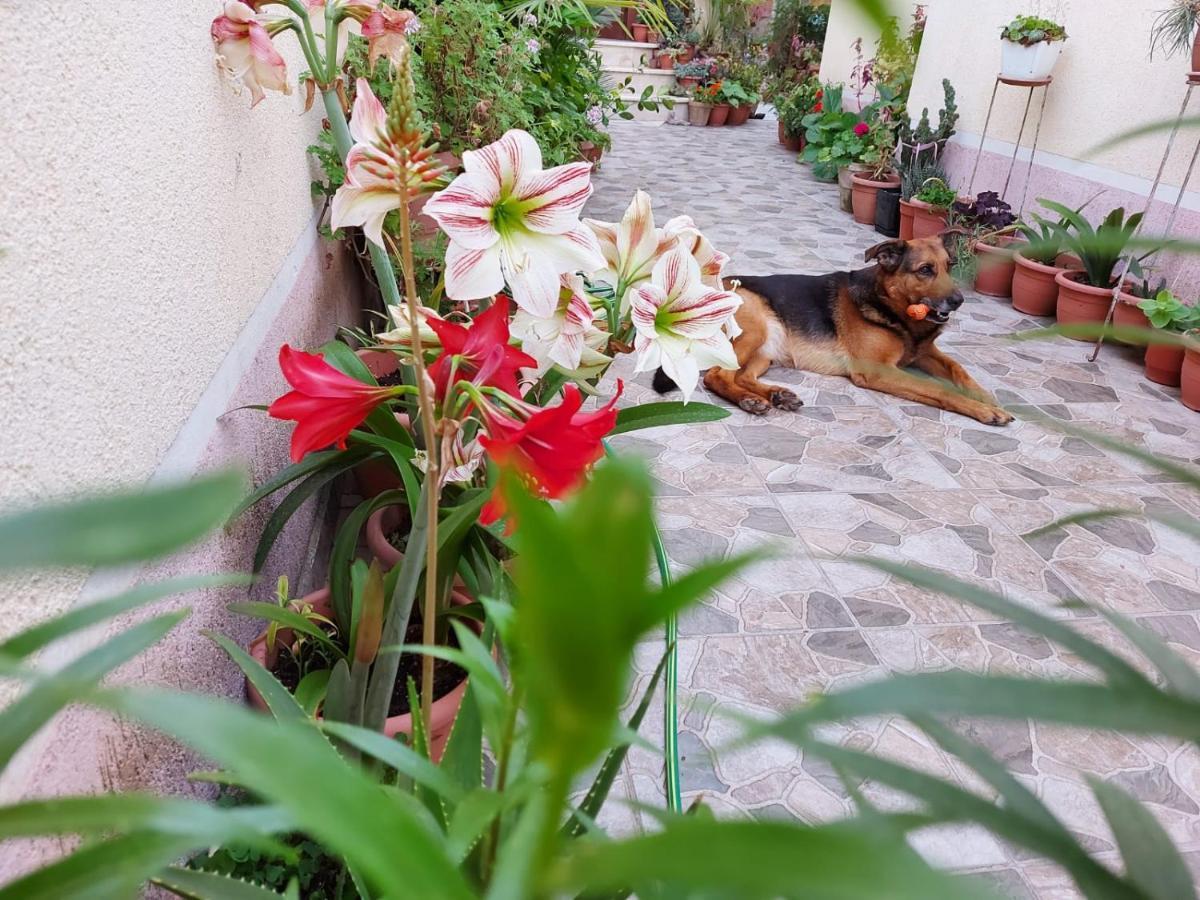 Kodra Bed & Breakfast Tirana
