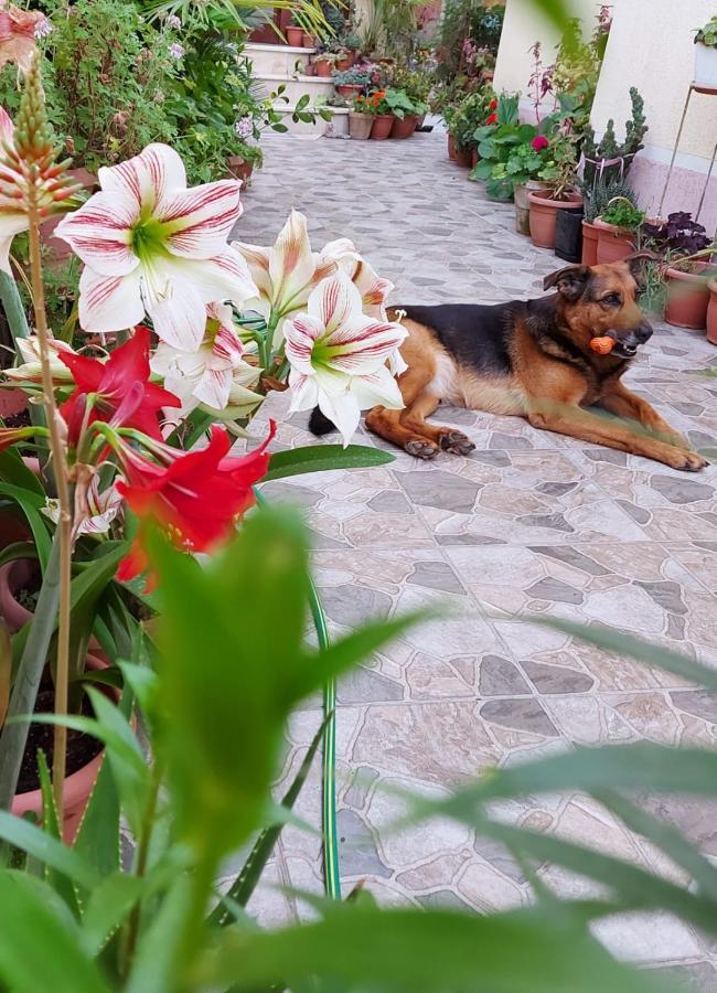 Kodra Bed & Breakfast